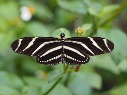 zebra longwing
