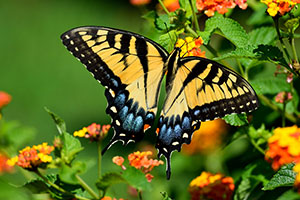 Eastern Tiger Swallowtail