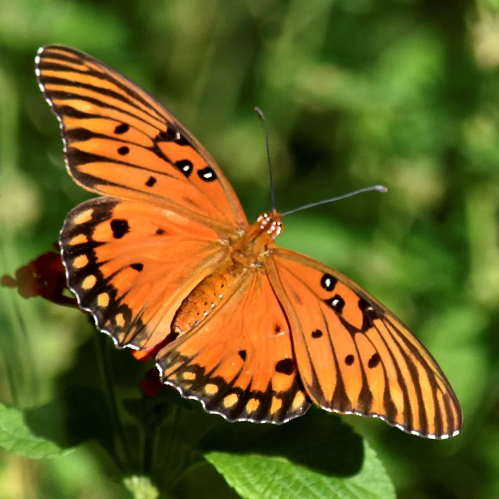 Gulf Fritillary
